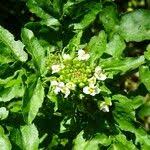 Image result for Nasturtium microphyllum