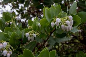 Image result for Maerua grantii