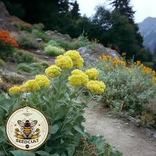 Image result for Coleus calycinus