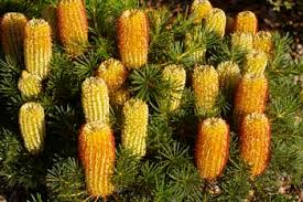 A pot that is too large may cause damage to the developing roots, while a pot that is too small does not give the flower or plant sufficient water or nutrients. Best Australian Natives For Pots Small Gardens