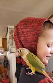 Lost heritage breed bird in Abbeville SC area