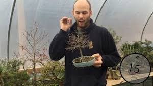 Browse our huge online selection of bonsai trees directly from our nursery now! Reducing Leaf Size On Bonsai Peter Warren Youtube