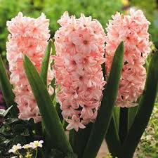 Birth Month Flower Grow Kit Australia Hyacinth China Pink Garden Express Garden Express Pink Garden Bulb Flowers