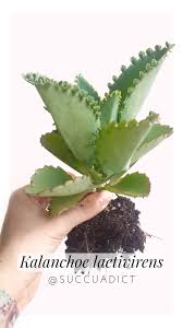 Kalanchoe Laetivirens Www Instagram Com Succuadict Succuadict Suculentas Suculentaslove Suculentasycactus Suculentasecact Instagram Plants Instagram Photo