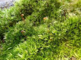 Image result for Rotala tenella