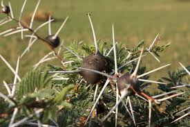 Image result for Acacia kamerunensis