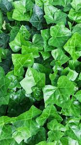 Iphone Background Wallpaper Evergreen Climbing Plants Climbing Plants Ivy Plants