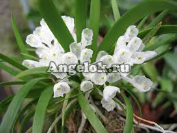 Image result for Podangis dactyloceras