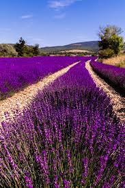 Lavender Lavender S View Lavender Fields Lovely Lavender Lavender Plant
