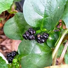 Image result for Basellaceae