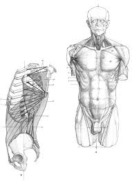 See more ideas about anatomy, anatomy reference, man anatomy. Character Anatomy Torso