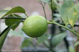I have accessed your order and the information indicates i responded to your concerns via email on 5/27/19. Lime Tree Dropping Leaves One Hundred Dollars A Month