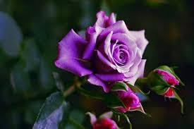 We did not find results for: 20 Bunga Mawar Ungu Paling Populer Lingkar Png