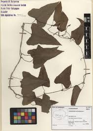 Image result for Aristolochia odoratissima L.