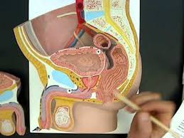 Diagrams diagram of the human skeleton anatomy drawing rhpinterestcom systemunlabeledrhhumananatomychartycomfemaleunlabelledfemale rhdiagramsystemnetjpg diagrams reproductive organs unlabeled diagram systemrhdiagramsystemnet male unlabelled reproductive. Male Reproductive Anatomy Model 01 Wmv Youtube