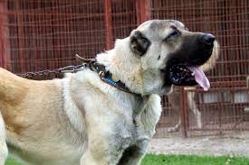 kangal kopegi hakkinda bilmeniz gereken her sey