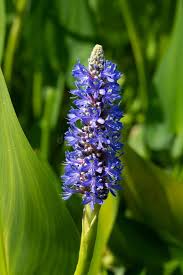 Image result for Pontederiaceae