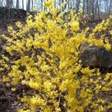 How To Grow Forsythias From Cuttings Forsythia Bush Garden Shrubs Propagating Plants