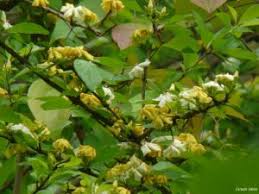 Image result for Catunaregam obovata