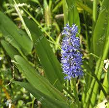 Maybe you would like to learn more about one of these? Purple Pontaderia Flower In Creek In Central Florida Stock Photo Picture And Royalty Free Image Image 6531234