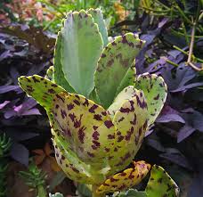 Image result for Kalanchoe marmorata