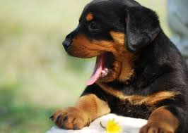 It Used To Be Popular Dog Names On Their Way Out Small dog breeds are cuddly bundles of joy. it used to be popular dog names on
