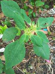 Image result for Euphorbiaceae
