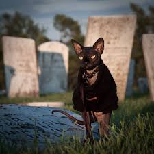 Plastic bowls trap/breed bacteria so every time your kitty goes to eat, his chin rubs on the bacteria and this can cause some nasty acne. Omar The Spunky Sphynx Gives Dogs A Run For The Money Adventure Cats