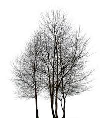 Black And White Png Free Texture Multiple Trees Trees Lugher Texture Library Tree Photoshop Scandinavian Art Tree Textures