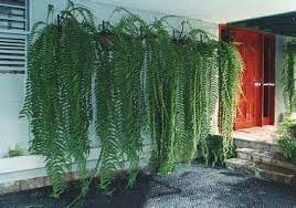 Ayuda Para Embellecer Mis Balcones Foro De Infojardin Jardin De Helechos Helechos Helechos Colgantes