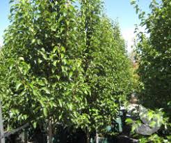 Considered an ornamental tree, the cleveland pear can reach a mature height of 30 to 40 feet and spread 25 to 30 feet wide. Pyrus Calleryana Cleveland Select Ornamental Pear Trees Speciality Trees