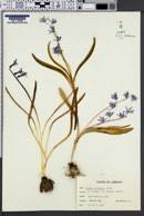 Image result for Scilla benguellensis