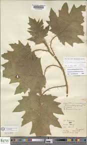 Image result for Solanum aculeatissimum