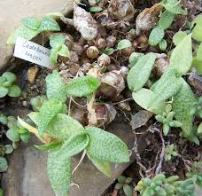 Image result for Ledebouria cooperi