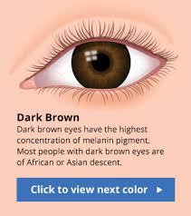 Human Eye Color Chart With Fun Facts The Eye Is The Lamp