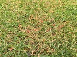 Red Thread Control Of Red Thread Disease Of Lawns