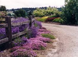The split rail fence along my driveway. Housie Inspiration Classic Casual Split Rail Fences The Happy Housie