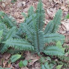 Image result for Polystichum