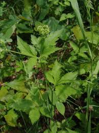 Image result for Sanicula elata