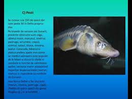 Check spelling or type a new query. Delta Dunarii Si Marea Neagra Youtube