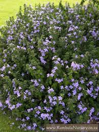 Image result for Barleria setosa