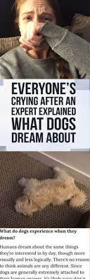 Everyone S Crying After An Expert Explained What Dogs Dream Of What Dogs Dogs Dog Love