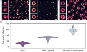 Topostats A Program For Automated Tracing Of Biomolecules From Afm Images Sciencedirect