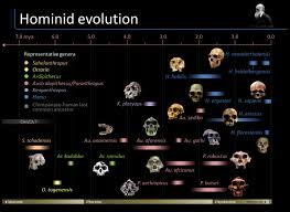 Timeline Of Hominid Evolution Visual Ly