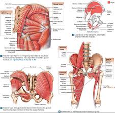 A groin strain is an injury or tear to any of the adductor muscles of the thigh. Human Body Diagram Groin Human Body Anatomy