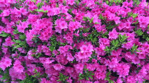 Because late, wilted arrivals are not an option this mother's day. Flower Power Foundation We Re Mint To Be