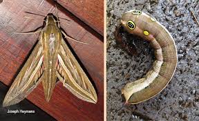 Image result for Hippotion celerio