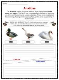 Duck Facts Worksheets Habitat Species For Kids