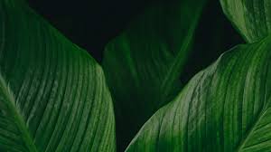 New free image available each week. Stock Images Photos Vectors Video And Music Shutterstock