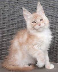Timaracoon S Cross Fire 12 Weeks Red Smoke White Boy Parents Ru Sharm World Nostalgie Timaracoon S I M Black Sparrow Kittens Cutest Buy A Cat Cats